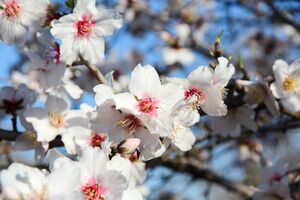 По словам садовода, первую обработку сада нужно проводить после потепления