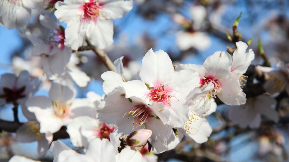 По словам садовода, первую обработку сада нужно проводить после потепления