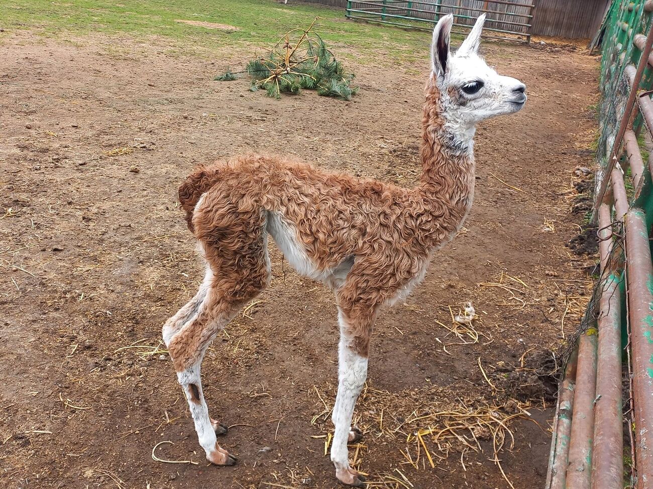 Дівчинка народилася в минулі вихідні