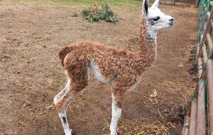 Дівчинка народилася в минулі вихідні