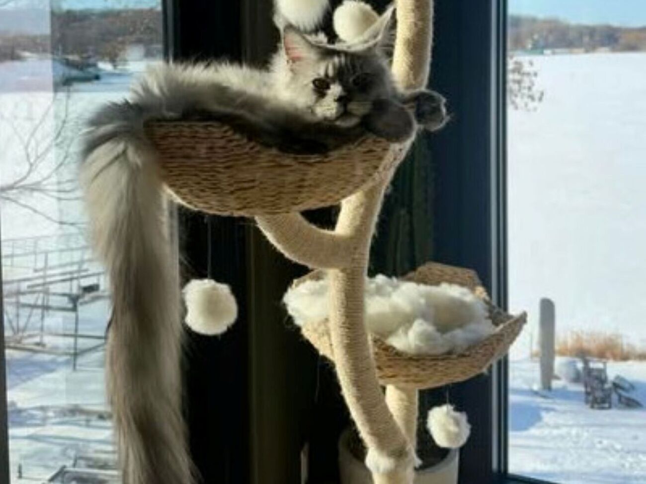 Коту Пагслі виповнилося два роки