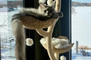 Коту Пагслі виповнилося два роки