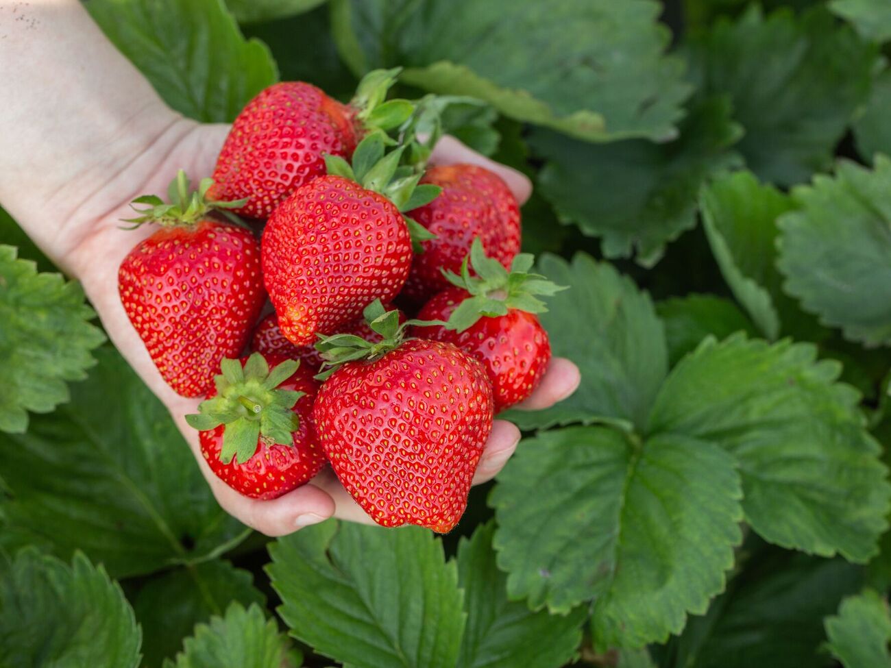 Перед підживленням потрібно видалити старе й сухе листя