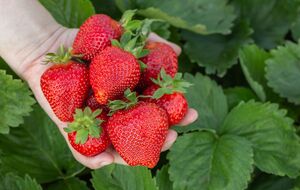 Перед підживленням потрібно видалити старе й сухе листя