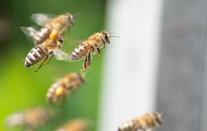 У бойцов закончились гранаты, поэтому решили применить против спрятавшихся в подвале оккупантов ульи