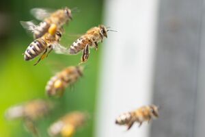 У бійців закінчилися гранати, тому вони вирішили застосувати проти окупантів, які сховалися у підвалі, вулики