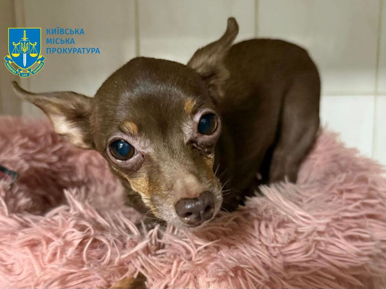 По версии прокуратуры, таким образом мужчина "воспитывал" собаку за то, что она справила нужду в коридоре