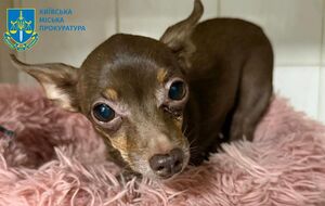 По версии прокуратуры, таким образом мужчина "воспитывал" собаку за то, что она справила нужду в коридоре