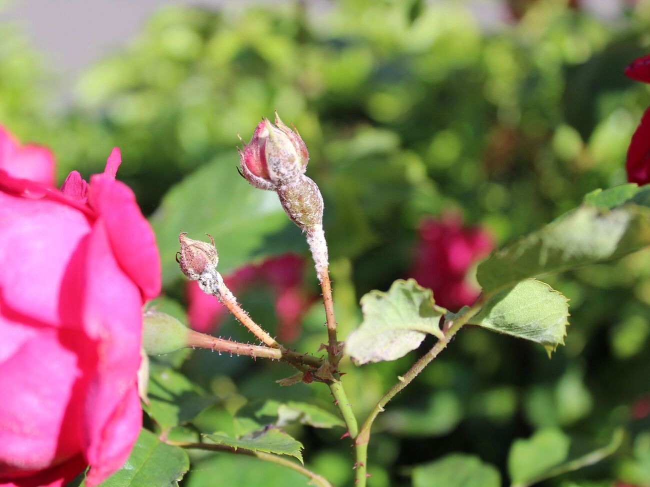 Сприятливими умовами для розвитку борошнистої роси є температура повітря вище ніж 20 °C, висока вологість і надлишок азотних добрив