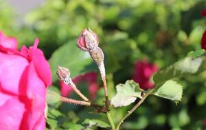 Благоприятными условиями для развития мучнистой росы является температура воздуха выше 20 °C, высокая влажность и излишек азотных удобрений