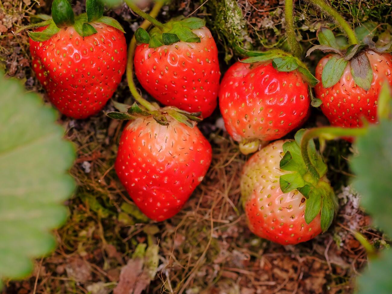 Полуниця потребує, щоб її підняли із землі