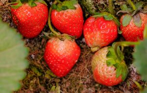 Полуниця потребує, щоб її підняли із землі