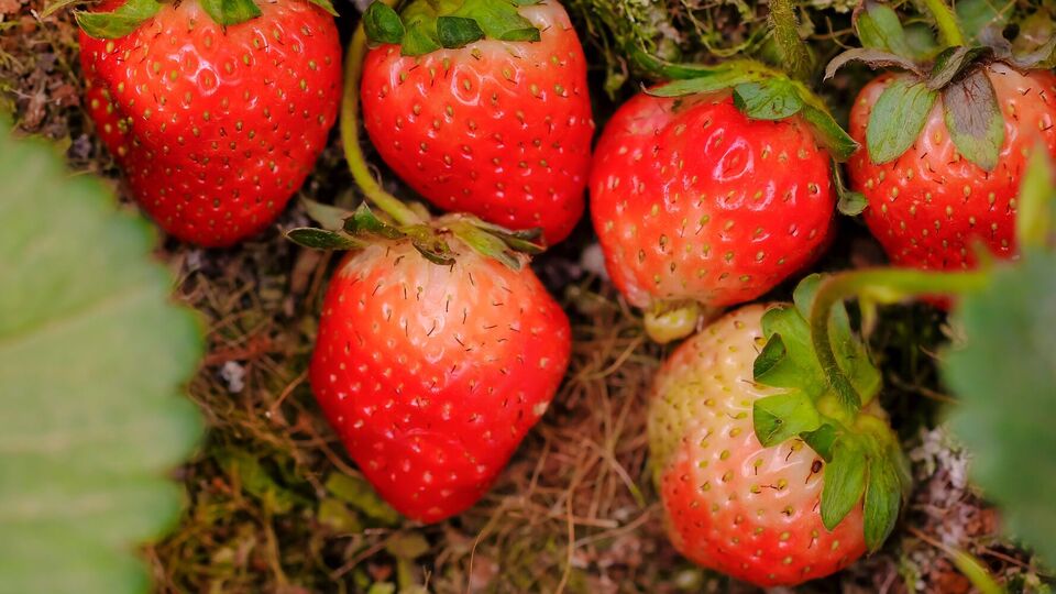 Клубника требует, чтобы ее подняли с земли