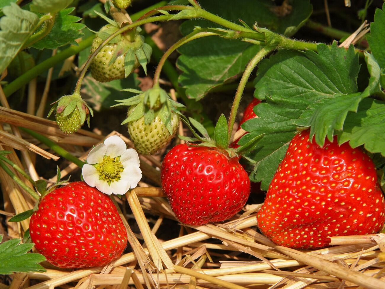 Дії цього підживлення для полуниці вистачає на три роки