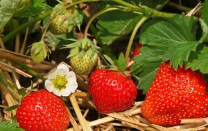 Дії цього підживлення для полуниці вистачає на три роки
