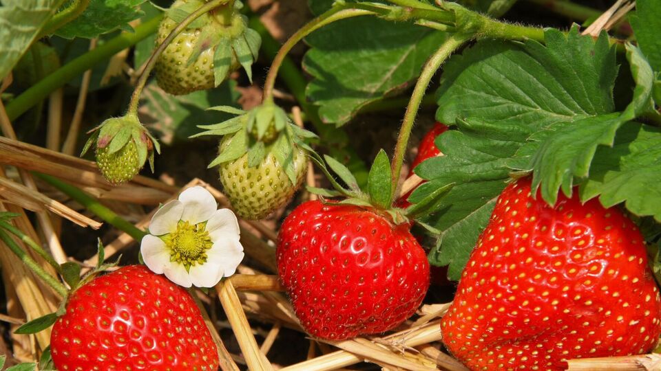 Дії цього підживлення для полуниці вистачає на три роки