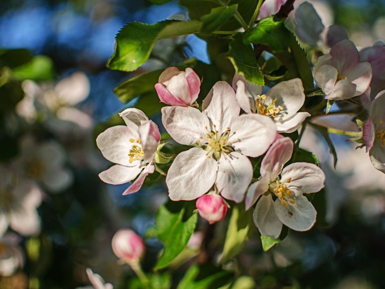 Яблуня добре реагує і на органічне, і на мінеральне підживлення