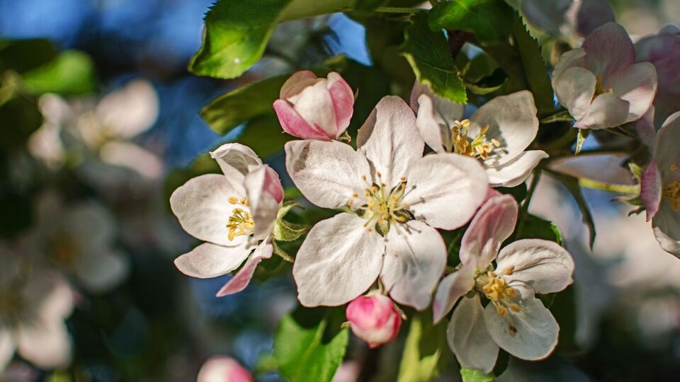 Яблуня добре реагує і на органічне, і на мінеральне підживлення