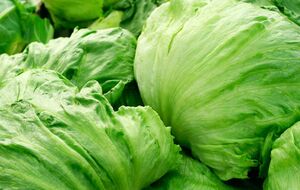 Для получения хорошего урожая следует использовать севооборот