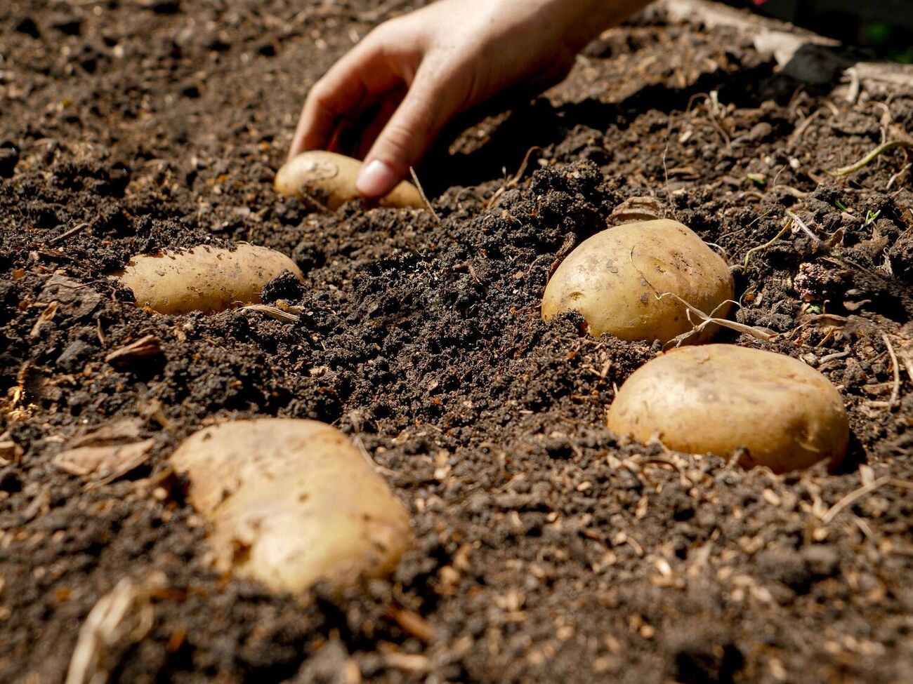 Треба захистити картоплю від заморозків