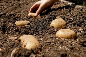 Треба захистити картоплю від заморозків