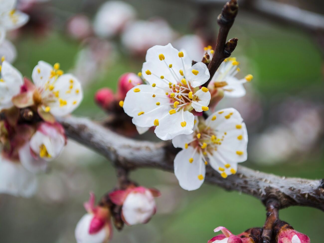 У бакову суміш для оброблення по квітучому дереву не потрібно додавати прилипач