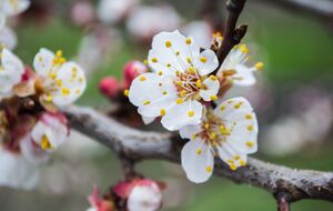 В баковую смесь для обработки по цветущему дереву не нужно добавлять прилипатель