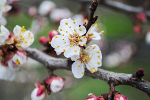 В баковую смесь для обработки по цветущему дереву не нужно добавлять прилипатель