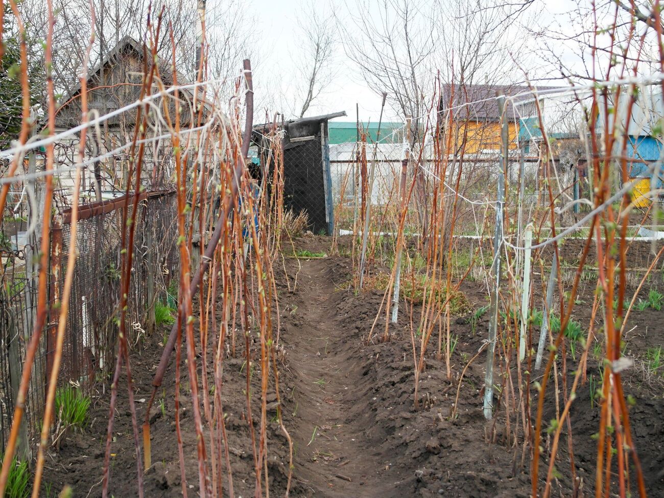 Если весной правильно обрезать малину, то первый урожай можно собирать с начала июля до начала августа, а второй – с середины августа до конца октября