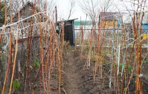 Если весной правильно обрезать малину, то первый урожай можно собирать с начала июля до начала августа, а второй – с середины августа до конца октября