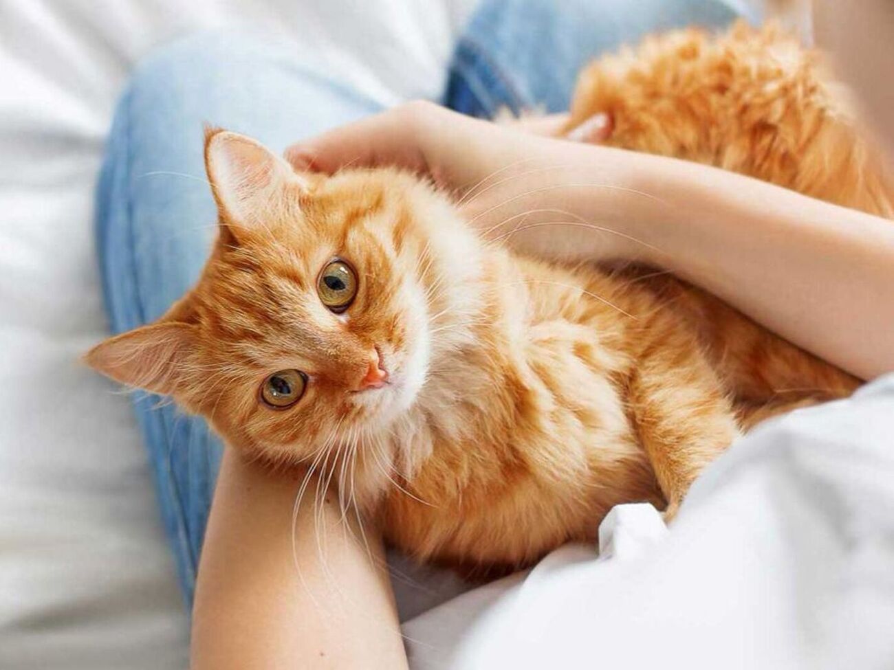 Важливо відучити тварину асоціювати отримання їжі з вашим ранковим підйомом