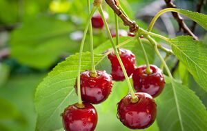 Для приготовления подкормки понадобятся костная мука и древесная зола