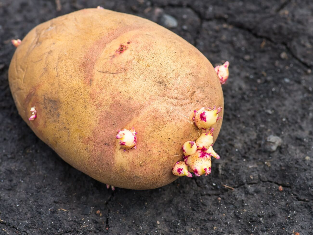 Перед посадкой картофель проращивают