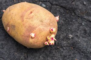 Перед посадкой картофель проращивают