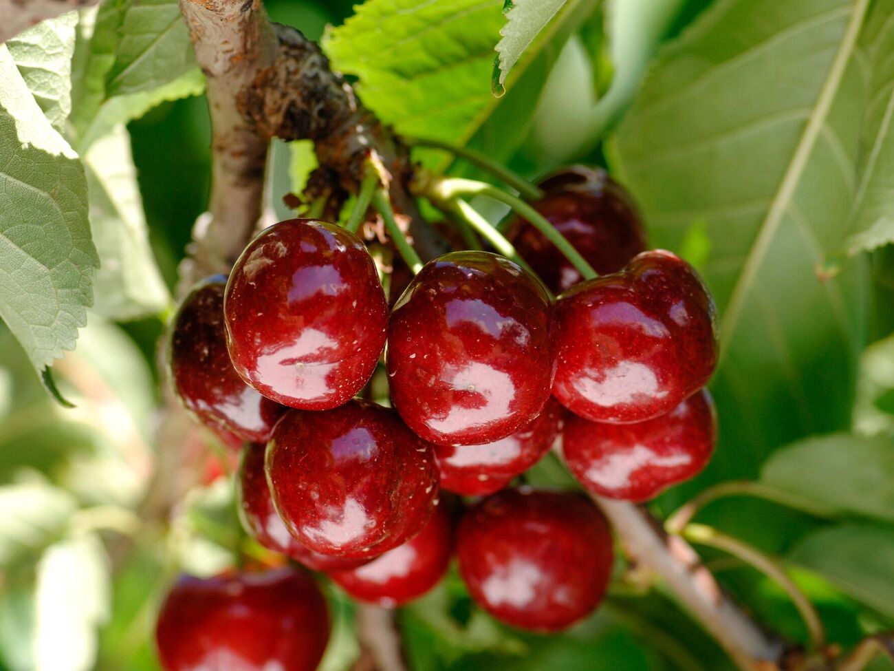 Вишня даст хороший урожай