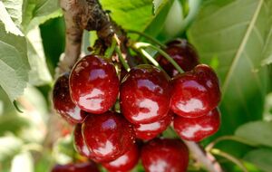 Вишня даст хороший урожай