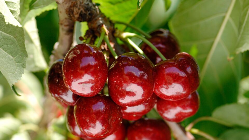 Вишня даст хороший урожай