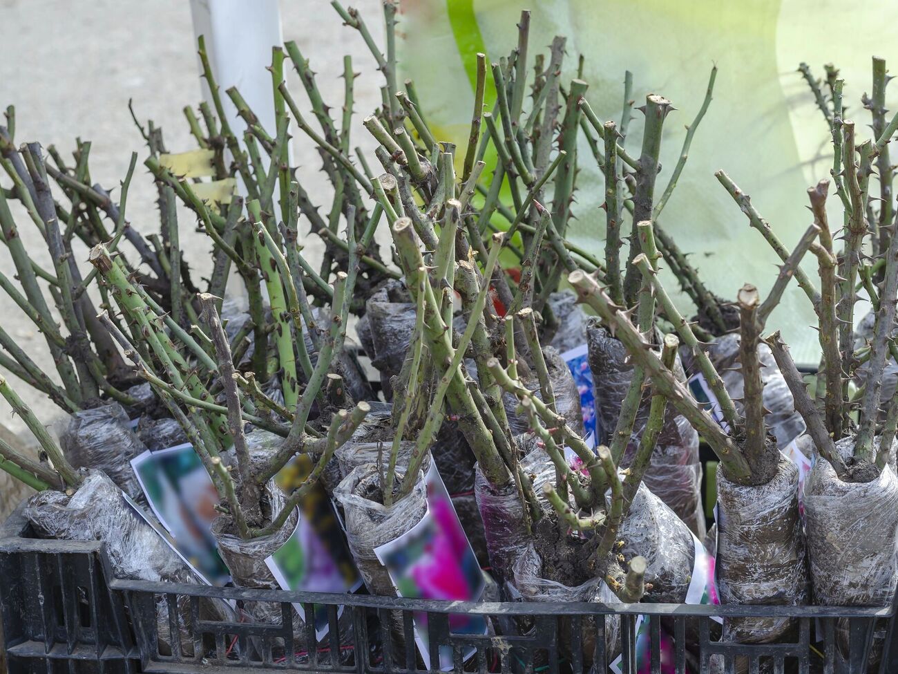 Заглубленное место прививки у розы может спасти растение