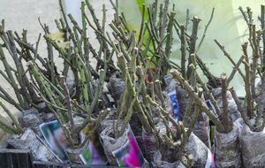 Заглубленное место прививки у розы может спасти растение