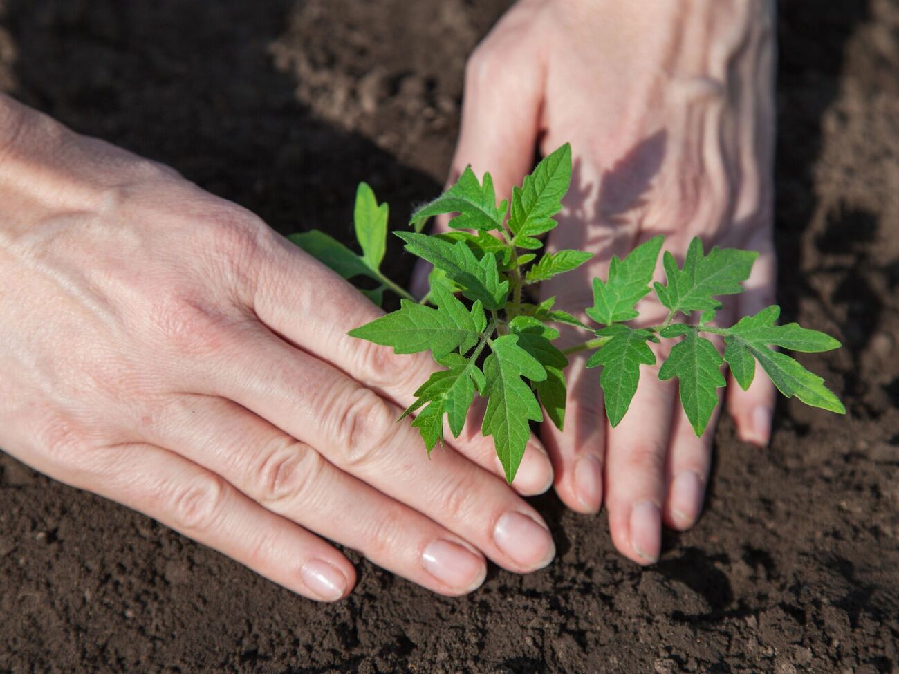 В лунку насыпьте суперфосфат, присыпьте его тонким слоем земли и только потом поместите рассаду