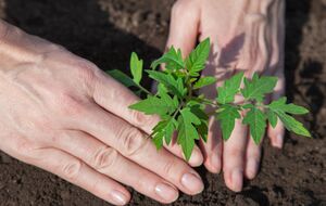 В лунку насыпьте суперфосфат, присыпьте его тонким слоем земли и только потом поместите рассаду