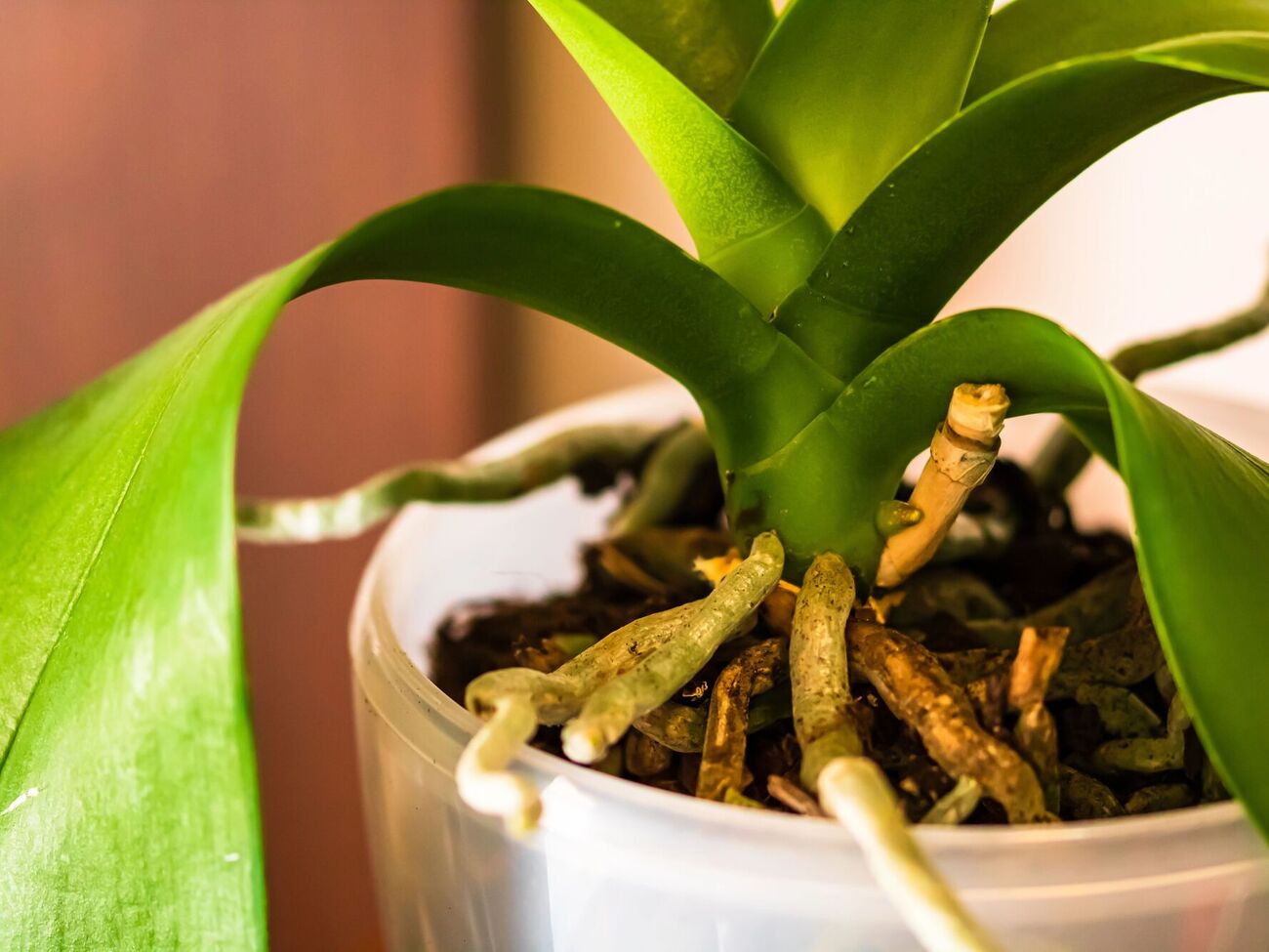 Лук содержит множество питательных веществ, полезных для роста и развития орхидеи