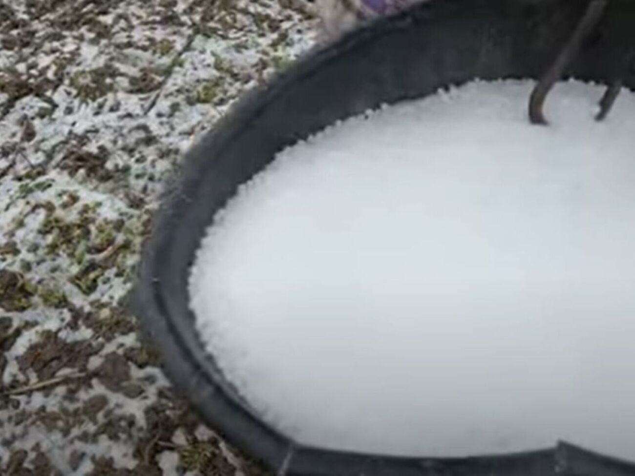 Лучше всего первую подкормку вносить в начале марта, когда снег только сошел с земли