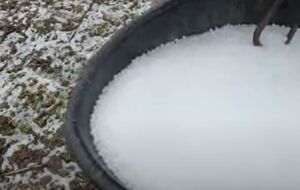 Лучше всего первую подкормку вносить в начале марта, когда снег только сошел с земли