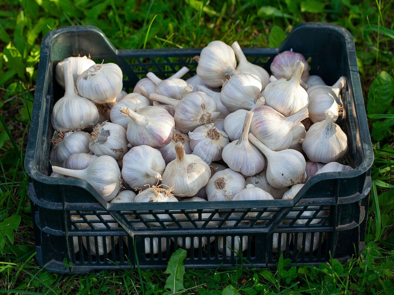 Чеснок даст хороший урожай, если усвоит важные микроэлементы
