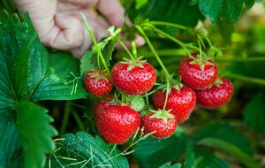 Клубника нуждается в калии и фосфоре