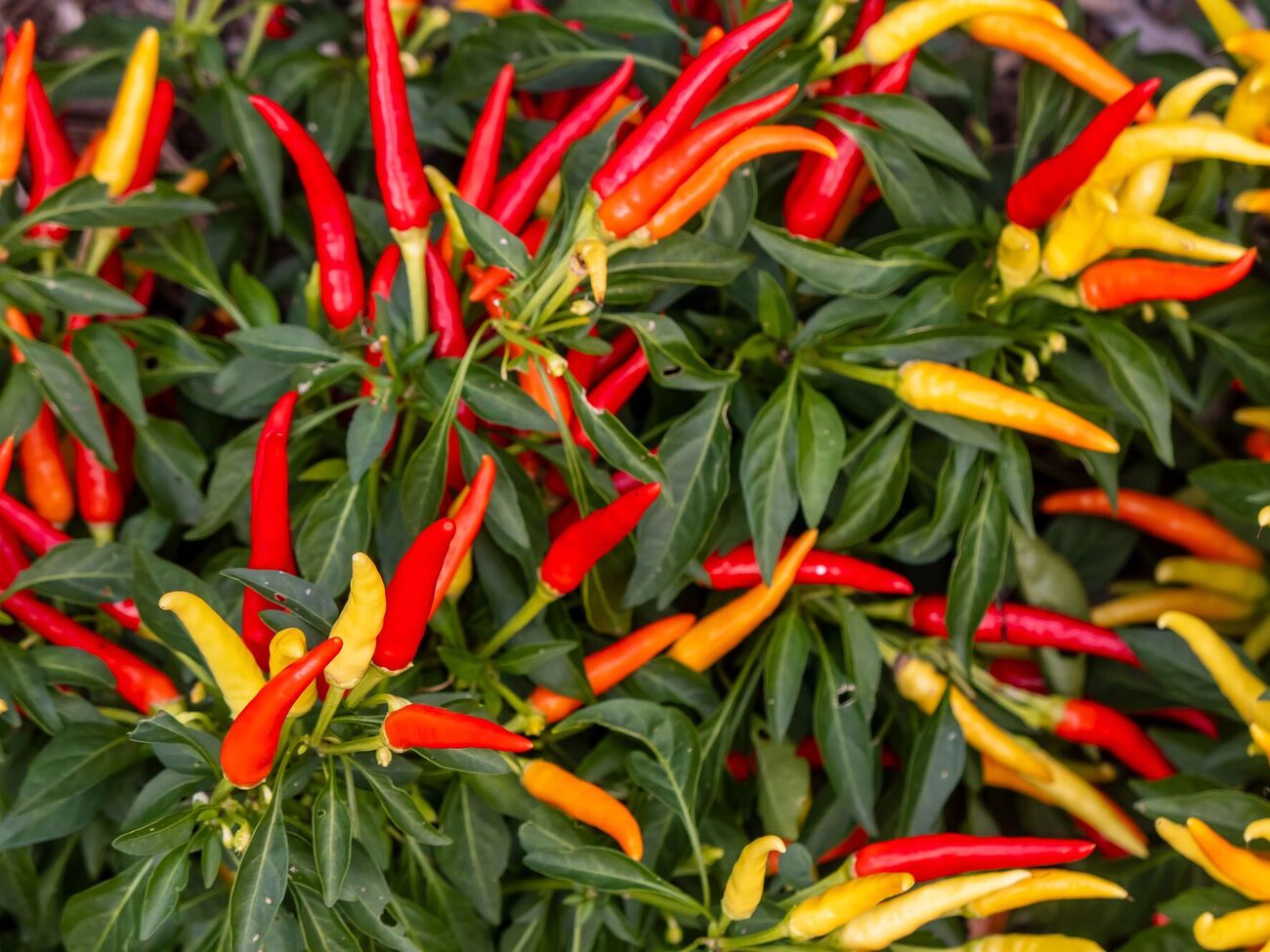 Перец чили лучше прорастает, если его предварительно обработать