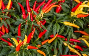 Перец чили лучше прорастает, если его предварительно обработать