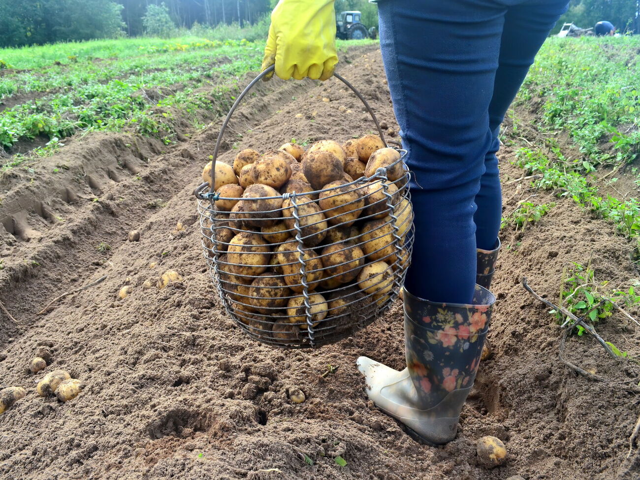 Картофель можно удобрять навозом, но вносить его нужно заранее, чтобы он успел перегнить
