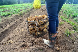 Картофель можно удобрять навозом, но вносить его нужно заранее, чтобы он успел перегнить